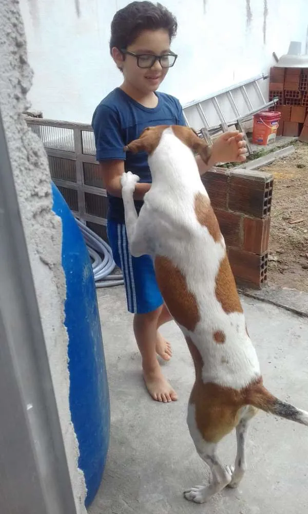 Cachorro raça Viralata idade 1 ano nome Rex