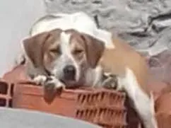Cachorro raça Viralata idade 1 ano nome Rex