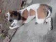 Rex