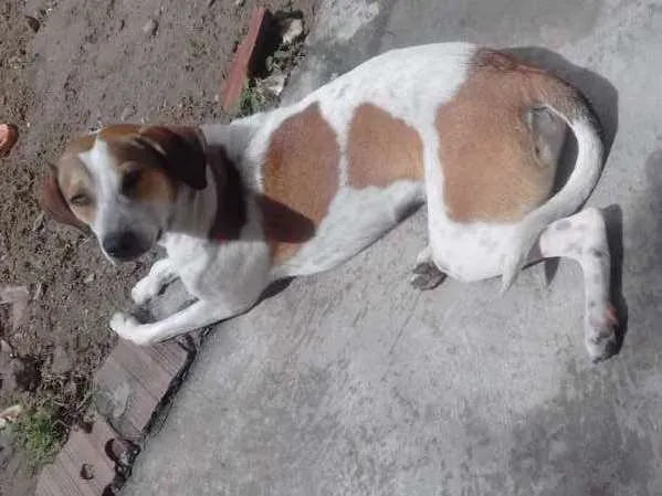 Cachorro raça Viralata idade 1 ano nome Rex