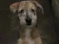 Pipoca