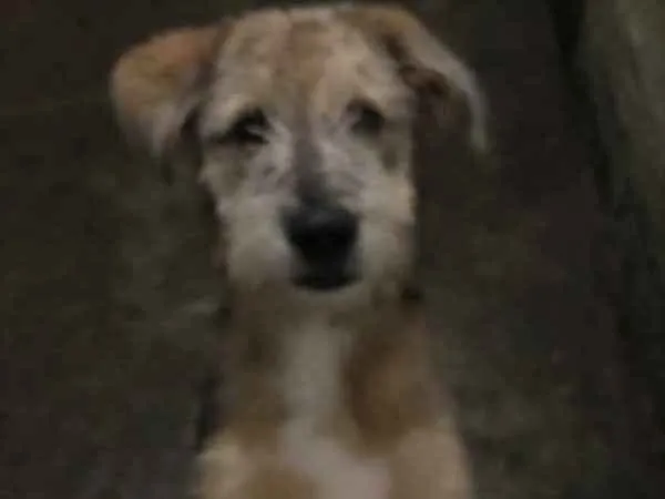 Cachorro ra a Indefinida  idade 2 a 6 meses nome Pipoca