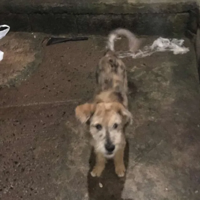 Cachorro ra a Indefinida  idade 2 a 6 meses nome Pipoca