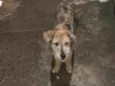 Pipoca