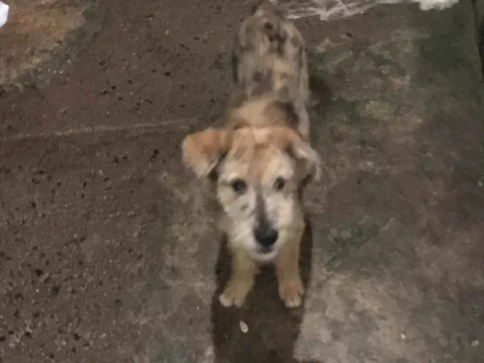Cachorro ra a Indefinida  idade 2 a 6 meses nome Pipoca