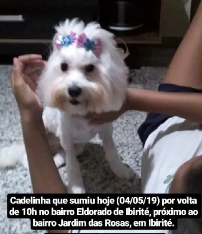 Cachorro ra a Maltês  idade 1 ano nome Milli