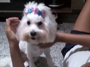 Cachorro raça Maltês  idade 1 ano nome Milli