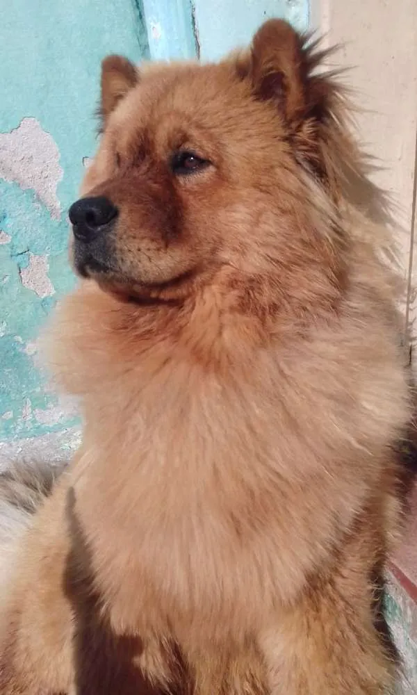 Cachorro ra a Chow chow  idade 2 anos nome Mac