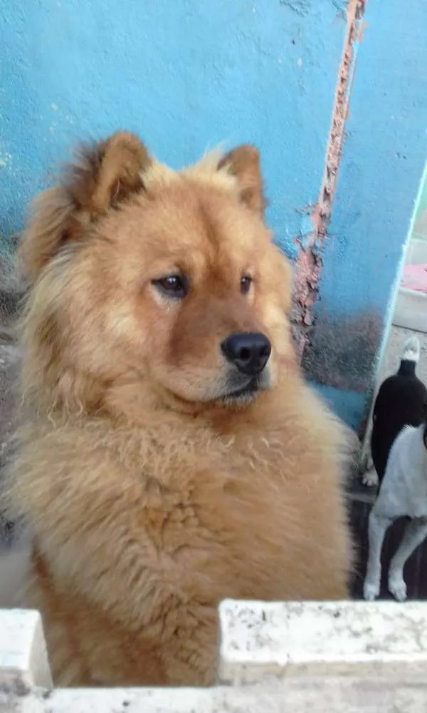 Cachorro ra a Chow chow  idade 2 anos nome Mac
