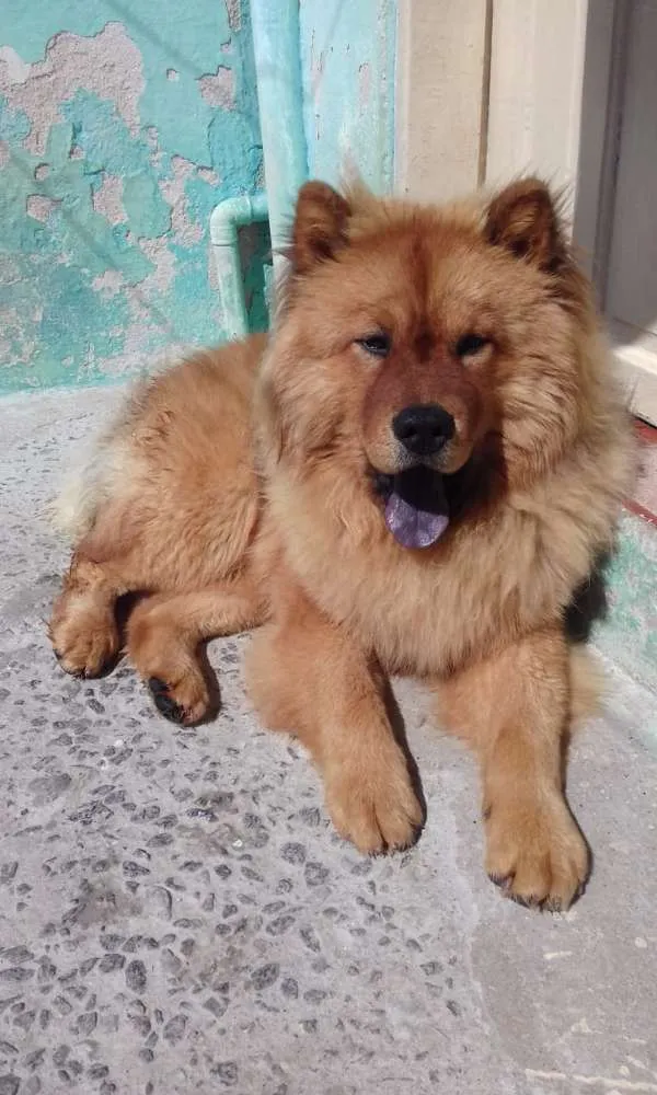 Cachorro ra a Chow chow  idade 2 anos nome Mac