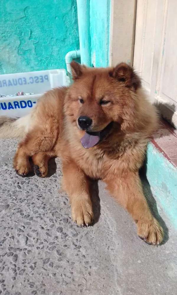Cachorro ra a Chow chow  idade 2 anos nome Mac