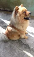 Mac