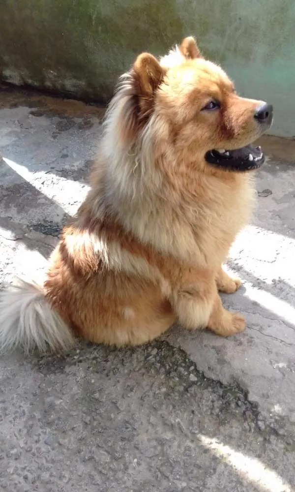 Cachorro ra a Chow chow  idade 2 anos nome Mac