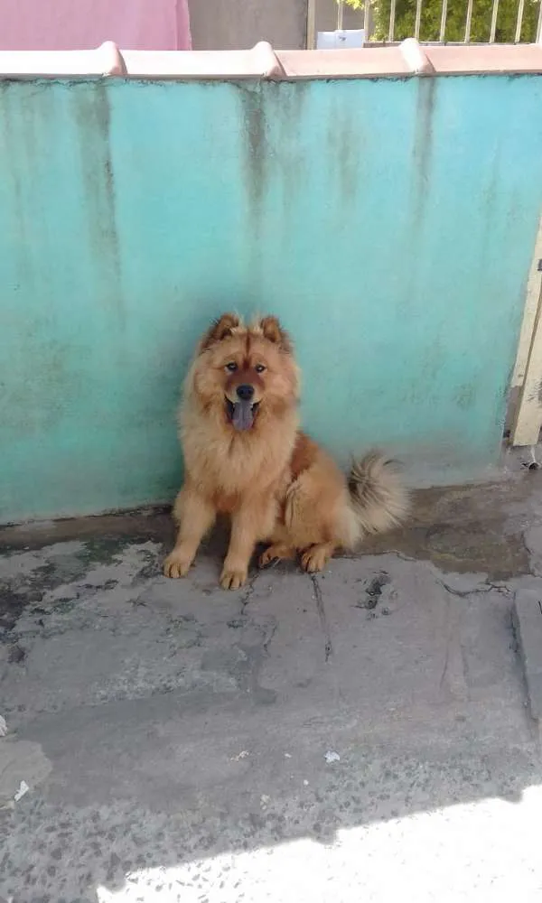 Cachorro ra a Chow chow  idade 2 anos nome Mac