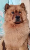 Mac