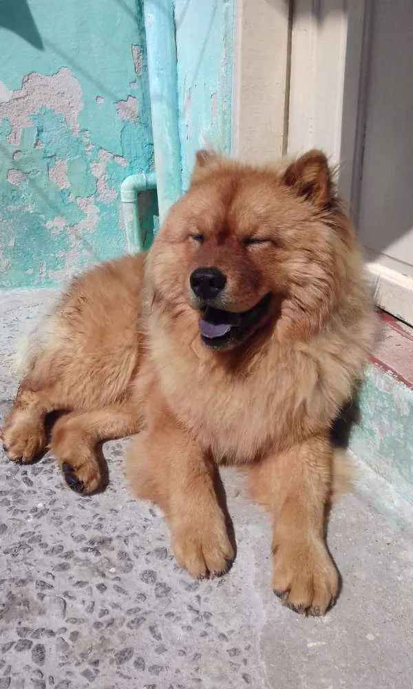 Cachorro ra a Chow chow  idade 2 anos nome Mac
