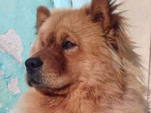 Cachorro ra a Chow chow  idade 2 anos nome Mac