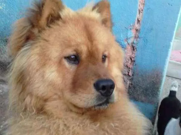 Cachorro ra a Chow chow  idade 2 anos nome Mac
