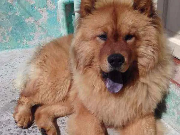 Cachorro ra a Chow chow  idade 2 anos nome Mac