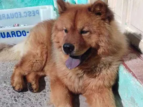 Cachorro ra a Chow chow  idade 2 anos nome Mac