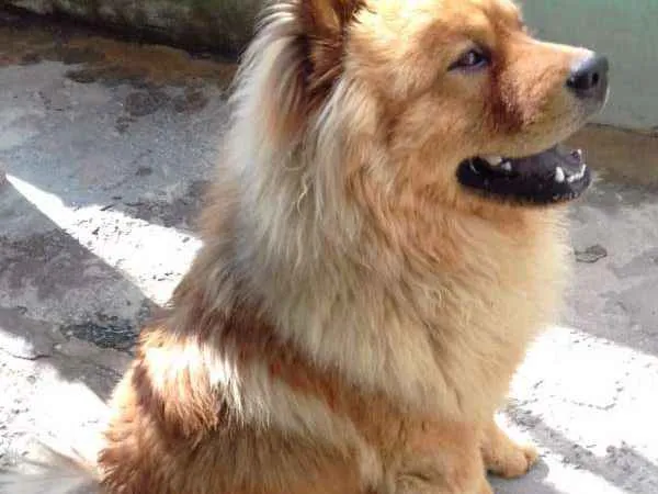 Cachorro ra a Chow chow  idade 2 anos nome Mac