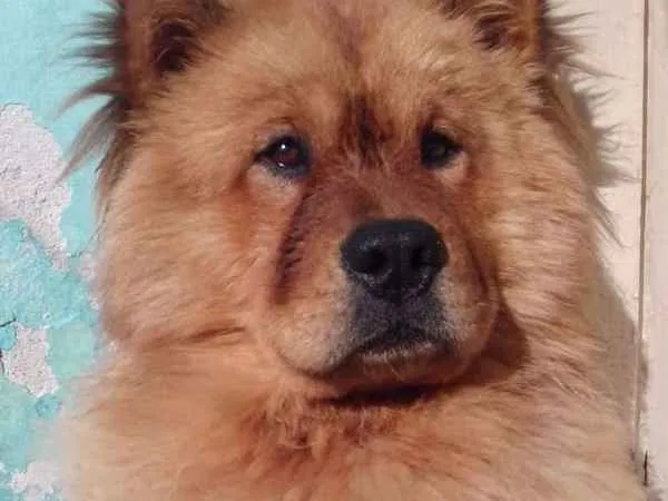 Cachorro ra a Chow chow  idade 2 anos nome Mac