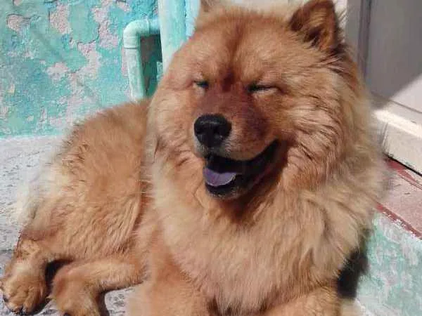Cachorro ra a Chow chow  idade 2 anos nome Mac