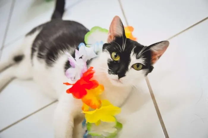 Gato ra a SRD idade 2 anos nome Nina