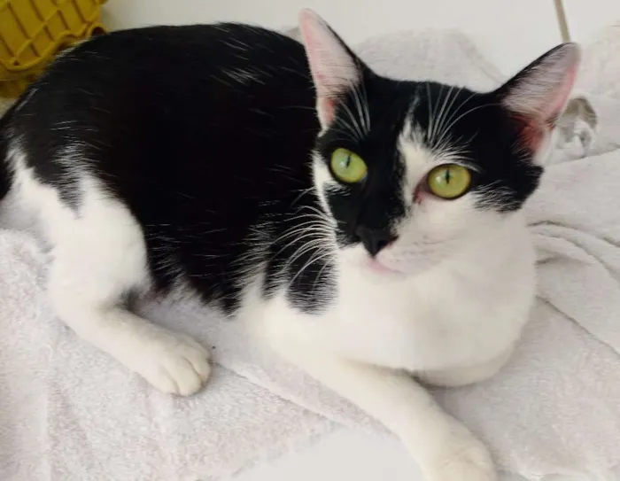 Gato ra a SRD idade 2 anos nome Nina