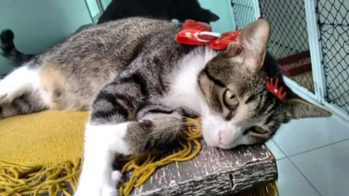 Gato ra a SRDS idade 1 ano nome Marie