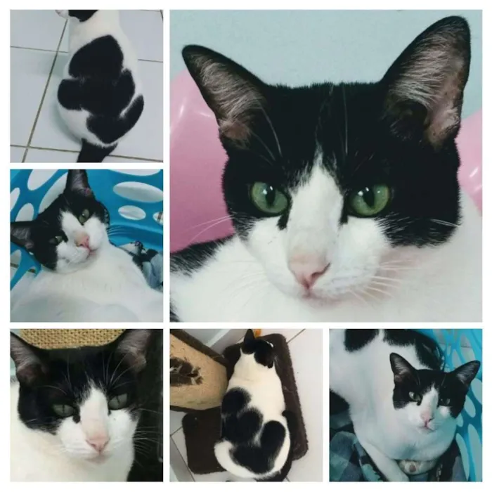 Gato ra a SRD idade 2 anos nome Lua