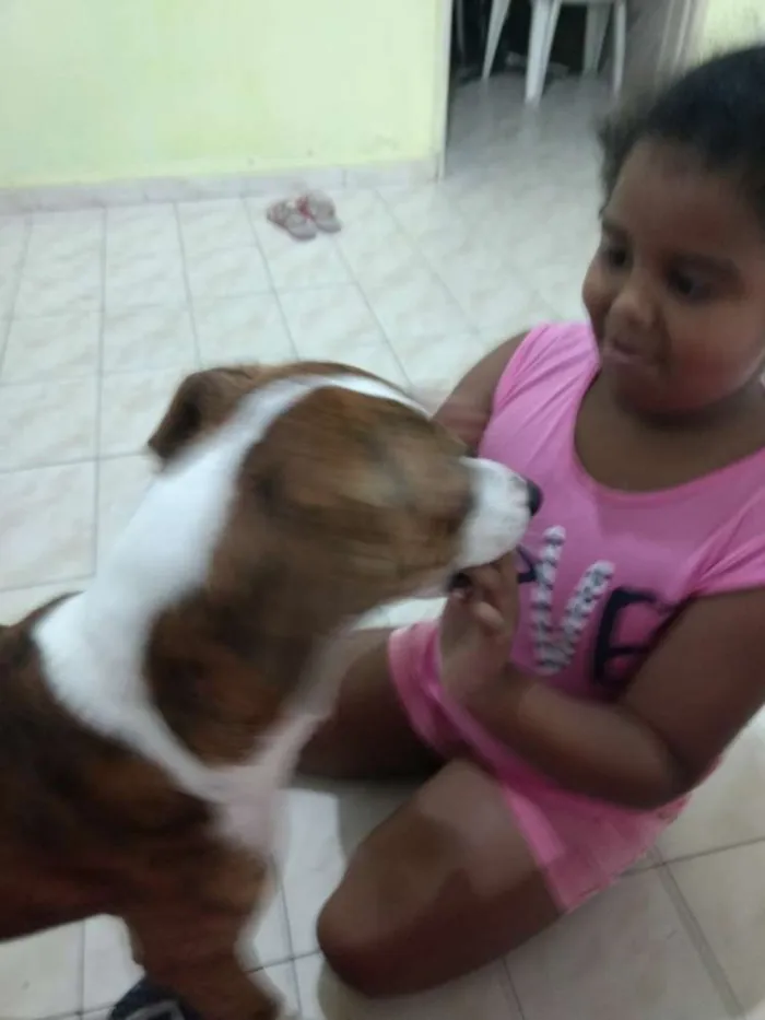 Cachorro ra a pit bull misturado com vira la idade 3 anos nome Thor