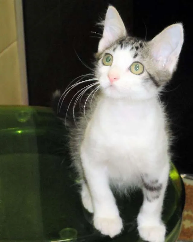 Gato ra a SRD idade 2 a 6 meses nome Rockinho