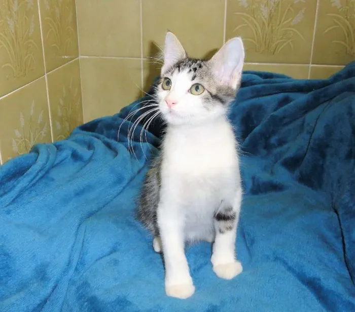 Gato ra a SRD idade 2 a 6 meses nome Rockinho