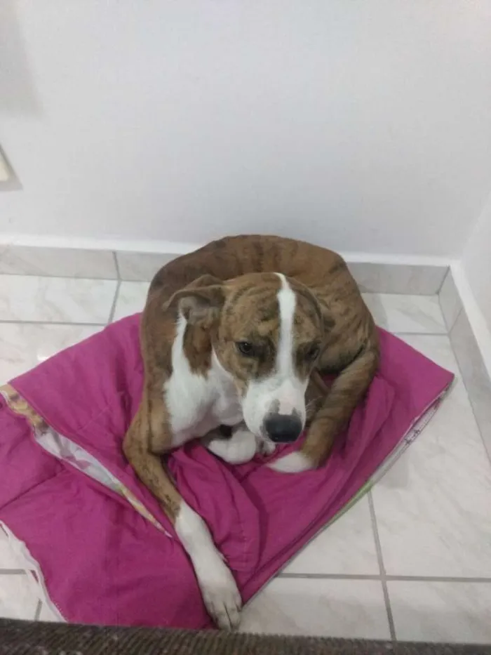 Cachorro ra a pit bull misturado com vira la idade 3 anos nome Thor