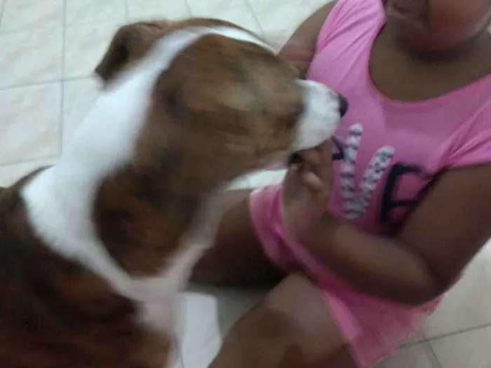 Cachorro ra a pit bull misturado com vira la idade 3 anos nome Thor