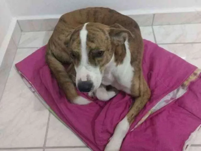 Cachorro ra a pit bull misturado com vira la idade 3 anos nome Thor