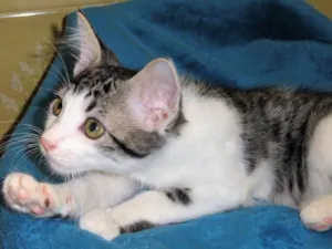 Gato raça SRD idade 2 a 6 meses nome Rockinho