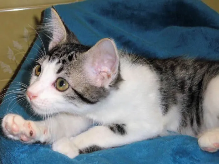 Gato ra a SRD idade 2 a 6 meses nome Rockinho