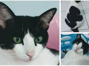 Gato raça SRD idade 2 anos nome Lua