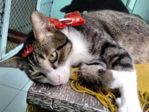 Gato raça SRDS idade 1 ano nome Marie
