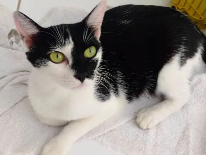 Gato ra a SRD idade 2 anos nome Nina