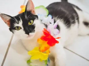 Gato raça SRD idade 2 anos nome Nina
