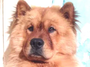 Cachorro raça Chow chow  idade 2 anos nome Mac