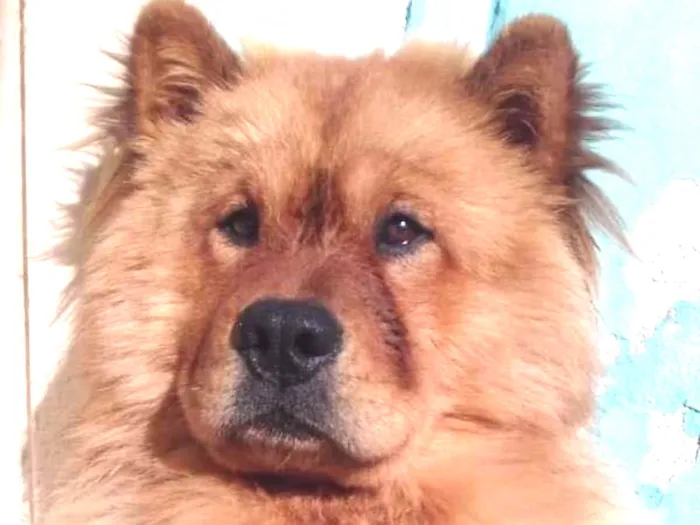 Cachorro ra a Chow chow  idade 2 anos nome Mac