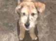 Pipoca