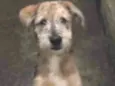 Pipoca