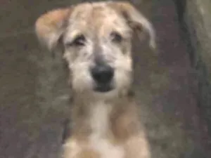 Cachorro raça Indefinida  idade 2 a 6 meses nome Pipoca