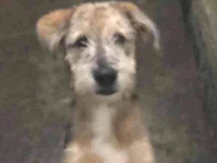 Cachorro ra a Indefinida  idade 2 a 6 meses nome Pipoca