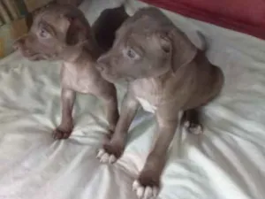 Cachorro raça indefinido idade 2 a 6 meses nome sem nome